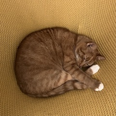 Sent some pictures of my cat to a few friends and they are saying he needs a vet..