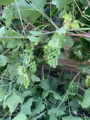 Are these grapes