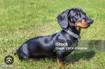 Can we all just agree that Daschunds...