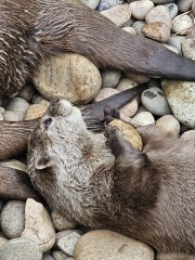The One after the One where the Excellent Cats posed for a calendar