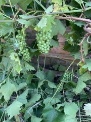 Are these grapes