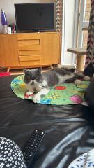 Pampered, Persian, Princess Penelope