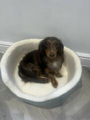 Long haired sausage dog