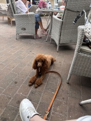 Thinking of getting a poodle cross?