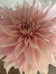 Who wants to look at my dahlias