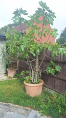 Growing a fig tree in a city garden
