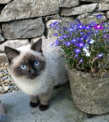 Looking for girl cat name beginning with B