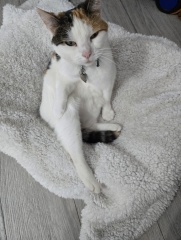 Think I jinked my cat