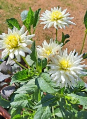 Who wants to look at my dahlias