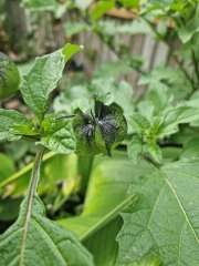 Anyone else planting a jungle/tropical garden?