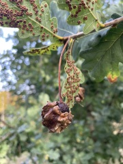 What are these on our town’s oak tree?