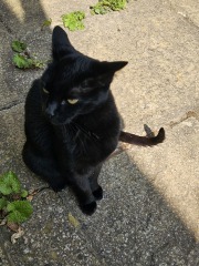 The One after the One where the Excellent Cats posed for a calendar