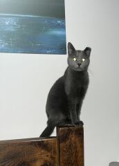 Random cat