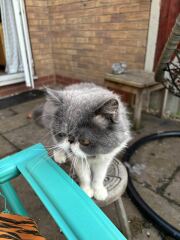 Pampered, Persian, Princess Penelope