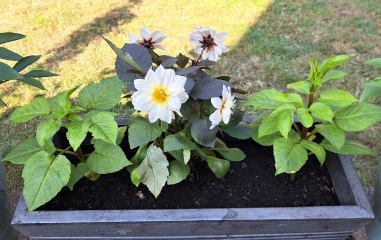 Who wants to look at my dahlias