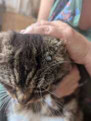 Strange growth on cats head
