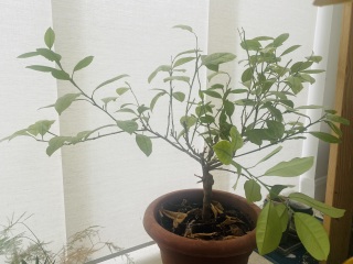 Citrus tree headache