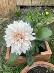 Who wants to look at my dahlias