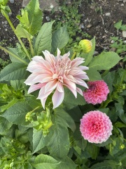 Who wants to look at my dahlias