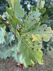 What are these on our town’s oak tree?