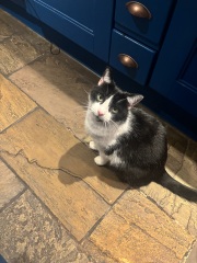 11 year old cat lost weight plus lump on back