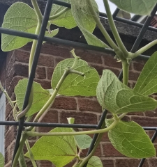 What have you done in the garden today? Part 7