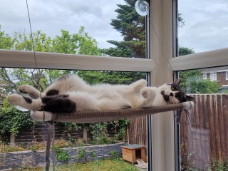 Cats changing sleeping places - where is the new favourite?!