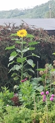 Who wants to look at my dahlias