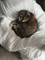 The One after the One where the Excellent Cats posed for a calendar