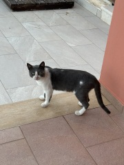 Chicken, Dreamies and Lickelix - the Excellent Cats form a disorderly queue