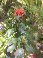 Anyone else planting a jungle/tropical garden?