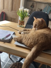 Cats changing sleeping places - where is the new favourite?!