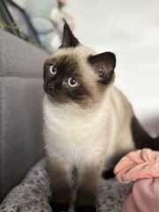 Looking for girl cat name beginning with B