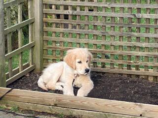 Adolescent Dog Survival Thread - welcome to the teenage wasteland