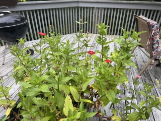 Come and tell us your dull and unexciting news 34: Calmly through the day