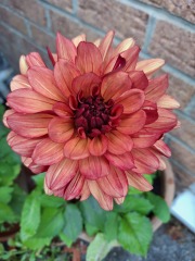 Who wants to look at my dahlias