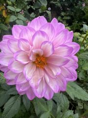 Who wants to look at my dahlias
