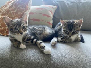 New Kittens, will I regret it?
