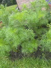 Cosmos help!