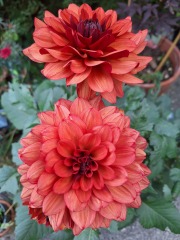 Year round Nigel Slater discussion thread Part 2