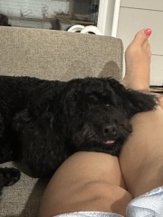 Thinking of getting a poodle cross?