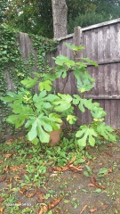 Growing a fig tree in a city garden