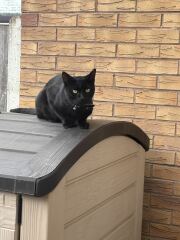 Pampered, Persian, Princess Penelope