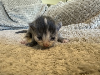Pregnant foster cat…hopefully some kittens today