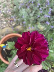 Who wants to look at my dahlias