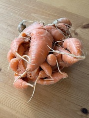 Carrot-zilla! 😱 (light hearted)