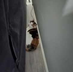 Think I jinked my cat