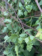Are these grapes