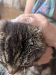 Strange growth on cats head