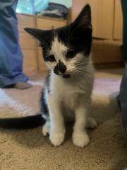 New Kittens, will I regret it?